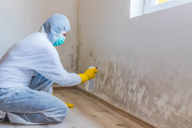 Licensed Mold Remediation service in Pottstown, PA - WQB Mold Removal
